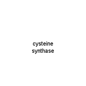 cysteine synthase